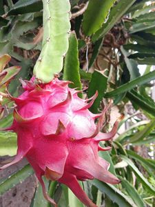 Dragon Fruit Live Plant