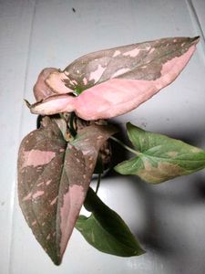 Air Purifying Plants Combo
