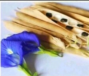 Aprajita Flower Seeds 20 Per Packet