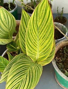 Vibrant Striped Canna Lily Plant