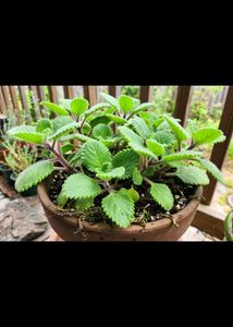 ajwain plant
