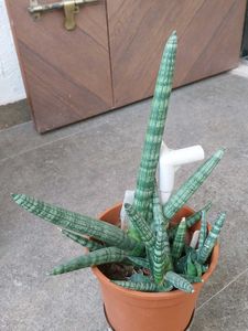 Succulent Plant