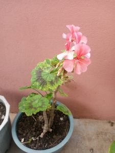 Geranium