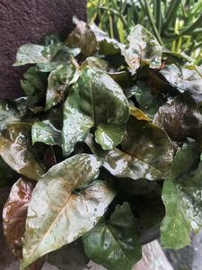 Arrowhead Plant