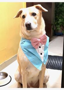 Pet Dog Tuxedo