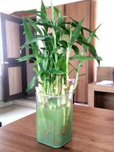 Lucky 🎍 15 Inch Height (9)