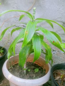 COMBO OF 4 AIR PURIFIER PLANTS