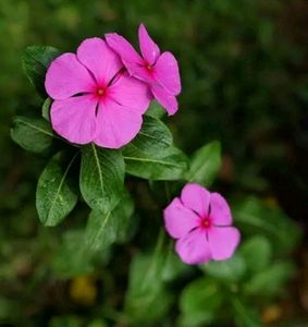 Combo Flower