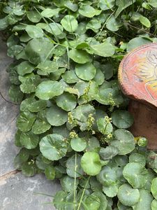 coin plant, Brahmi