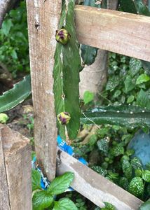Dragon fruit plant