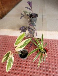 3 Set Pandanus veitchii &amp; Never.. &amp;Purple Heart pl