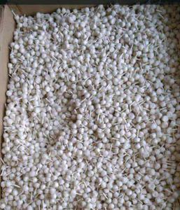 Shergill Art's Cotton Wicks