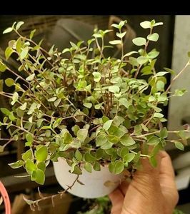 Callisia repens Plants 🌱& pot