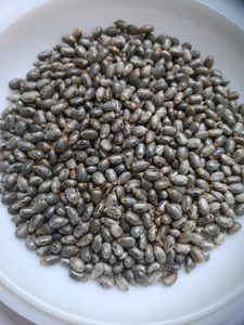 Castor Seeds