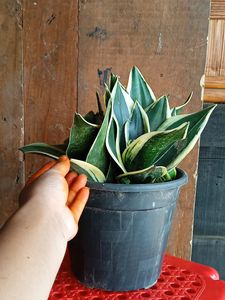 Snake Plant (1year+)