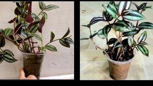 Combo Zebrina Plant🪴& pot