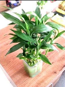 Bamboo Plant