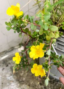 Portulaca