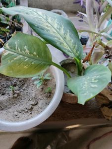 7 Plant Combo