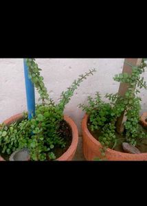 Beautiful 7 Plants