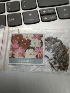 Cosmos & sweet William Flower Seeds Packet