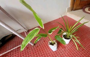 Set 2 Pandanus veitchii &amp; Never... Plant