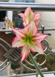 Amaryllis Young Plant Bulb