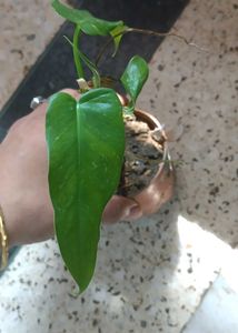 Philodendron golden dragon