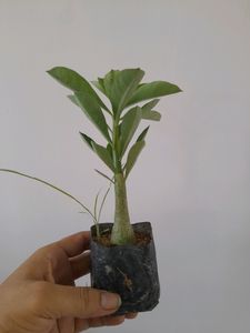 Healthy Adenium 🪴