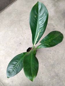 3 varities  dieffenbachi,Indoor Plants combo