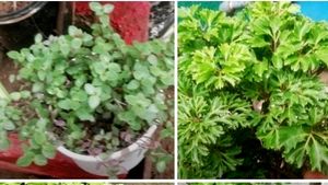 Combo Turtle Vine  & Aralia Plants🌱