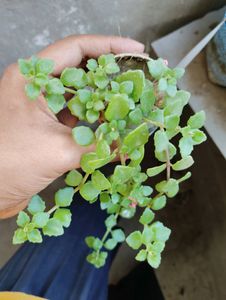 7 Plant Combo
