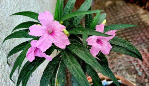 Mexican petunia – Rose Plant 🪴