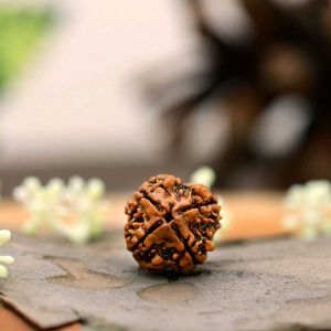 4 Mukhi Natural Rudraksha Original