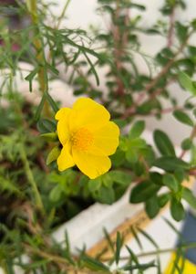 Vibrant Yellow Purslane Flower