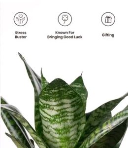 Snake Plant in Pot