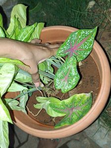Plants For Nilay64