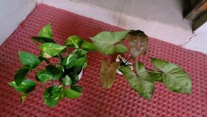 Set 2 Evergreen Money &amp; Arrowhead Plant &amp; Pot