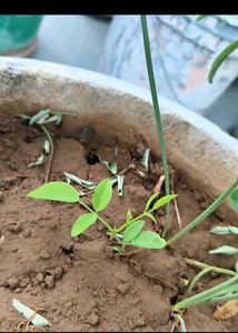 Aparajita Flower Plant seeds