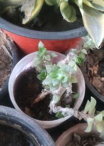 combo of 7 Beautiful Succulent Plant