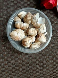 Decorative Seashell Collection