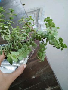 Bonsoi Type Plant