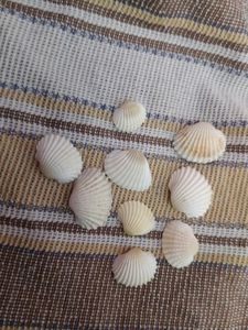 Sea-Shells