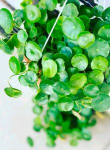 Pennywort Plant/ Coin Plant+ Money Plant Pothos