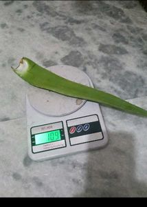 Healthy Aloe Vera stem