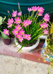 Rain Lilly 3 colours (pink , white, yellow)