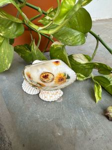 real seashell Sunflower Shell Trinket Dish