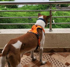 Dog Harness