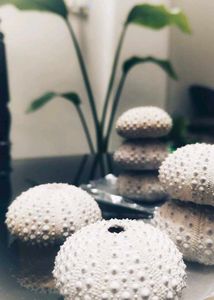 1 Rare Shell - Artistic Style - Home Decor