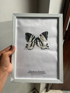 Graphium Androcles( The Giant Sword Tail)